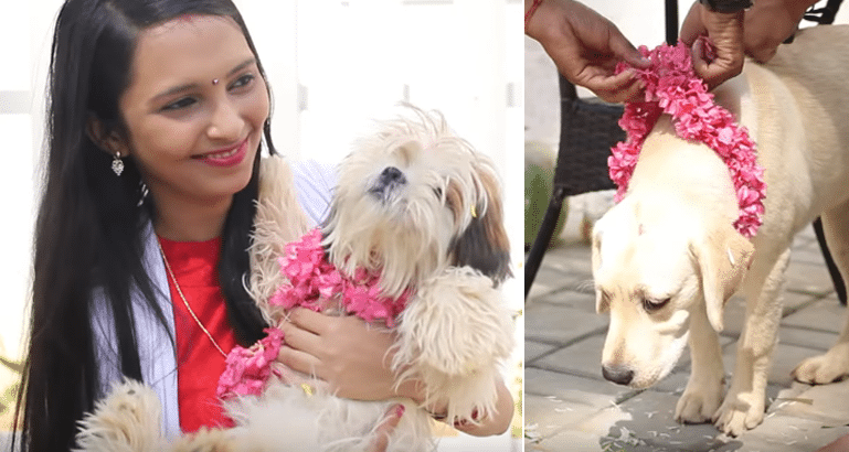Kukur Tihar – The Day Dogs Are Worshiped, Appreciated, And Celebrated!
