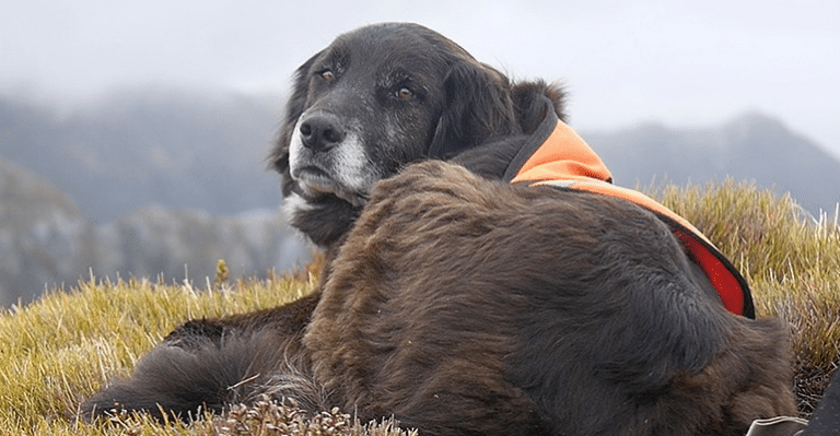 Ajax, the dog that saves Kea