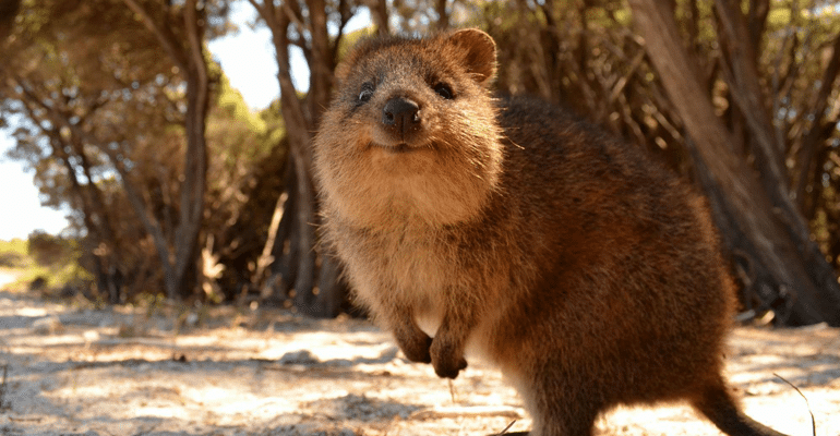 happiest-animal-Quokka-australia.png