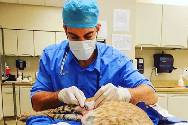 handsome doctor vet
