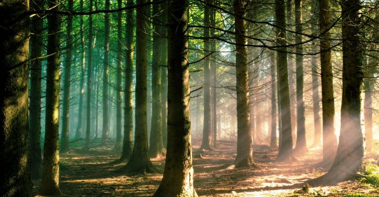 forest bathing