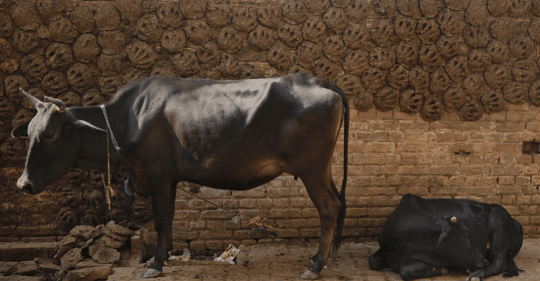 Rajasthan Is Literally Doing Business Out Of Shit, Earning Lakhs From Cow Dung To Make Poop Paper