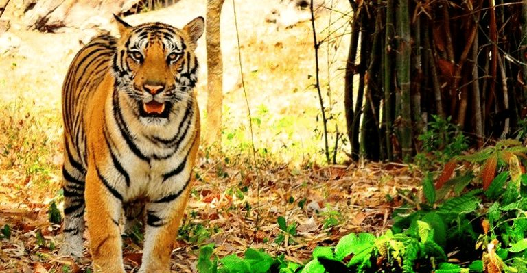 5 Must Visit Wildlife Sanctuaries And National Parks Around Bangalore