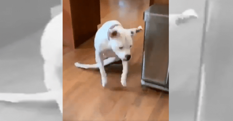 This Family Got Their Pet Dog A Wheelchair So That He Can Play With His Friends