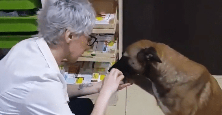 Street Dog’s Paw Gets Injured, Runs To Pharmacy To Get Treatment. Cuteness Alert Ahead!