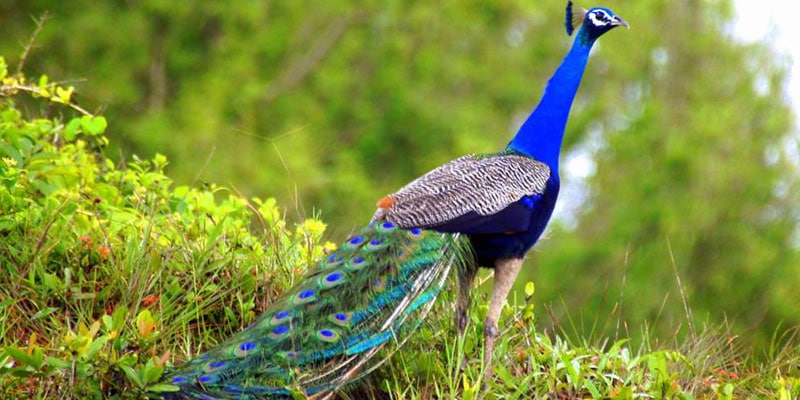6 Wildlife Sanctuaries Of Goa You Must Visit In Your Next Trip