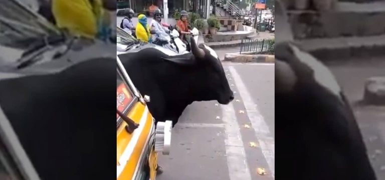 Watch: This Cow Is More Sensible Than Humans When It Comes To Obeying Traffic Rules