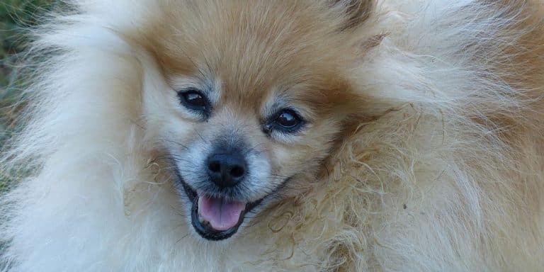 “Not All Heroes Wear Capes”: This Texas Man Saves A Dog, Earns Plaudits Online