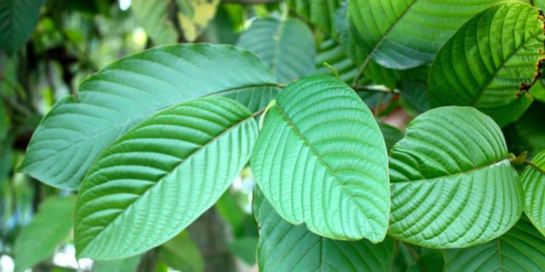 kratom leaves