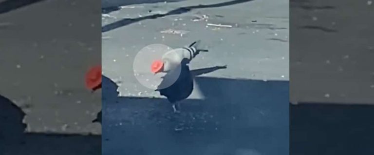 Viral: Las Vegas Pigeons Wear Cowboy Hats, Leave Netizens In Splits 