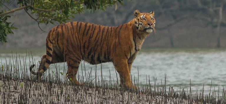 Tiger roar sunderban