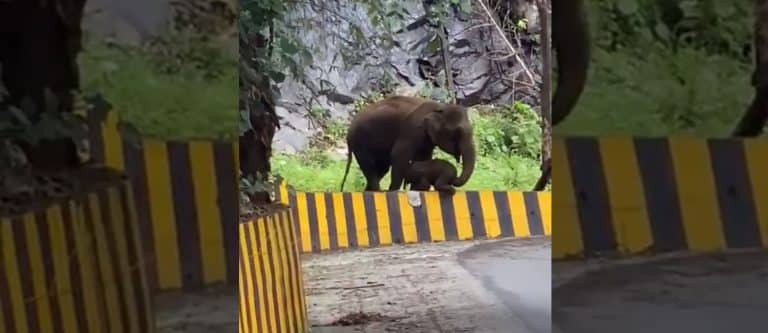 This Adorable Video Of An Elephant Using Trunk To Help Calf Through Barrier Is Winning Hearts