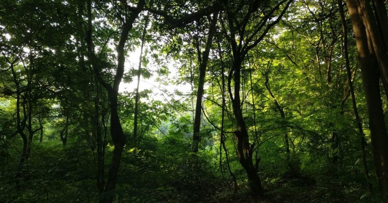 600 Acres Land In Aarey Colony To Be Reserved As Forest, Activists See Ray Of Hope