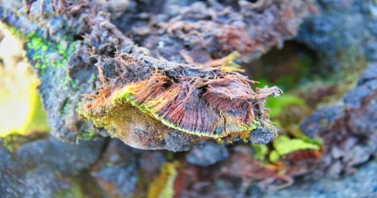 Indian Scientists Discover New Plant Species In Antarctica, Name It After Goddess ‘Bharati’