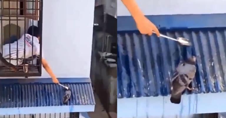 This Heartwarming Video Of A Boy Feeding Thirsty Pigeon Will Make Your Day