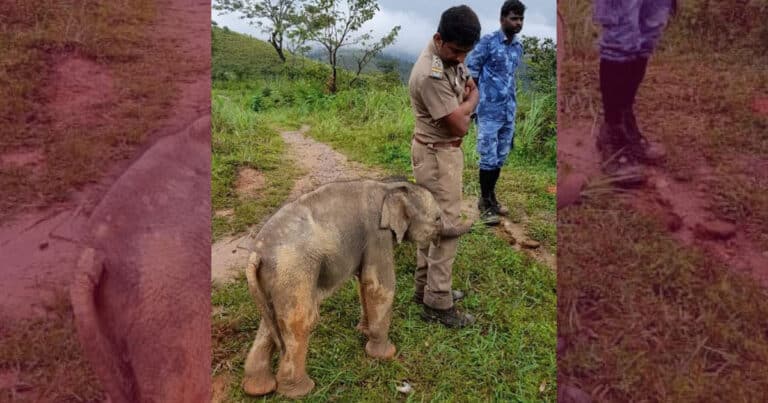 In A Heartwarming Moment, Baby Elephant Hugs Forest Officer After Being Reunited With Mother