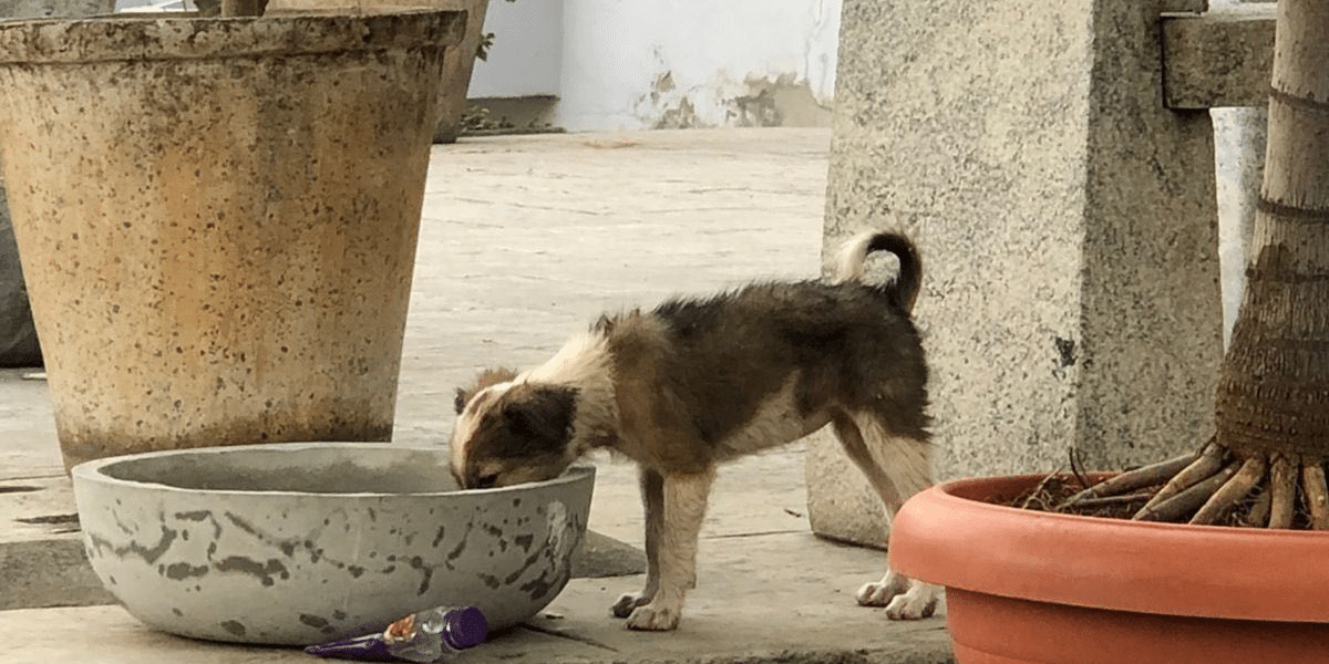This Organization Is Providing Water Bowl For Stray Animals Throughout The Year