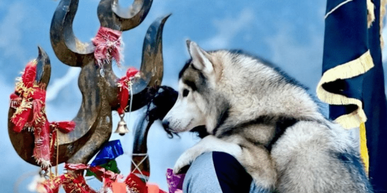 #MakeIndiaPetFriendly: Sued Husky ‘Nawab’ Who Visited Kedarnath With Owner Gains Support