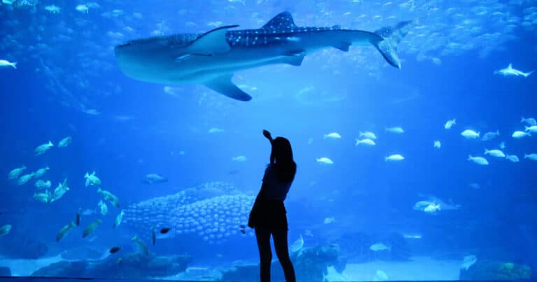Best Aquariums in The World – A Trip to Remember